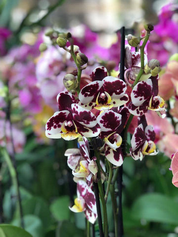 Orchidée 2 tiges couleurs variées