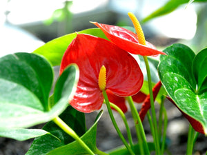 L'Anthurium
