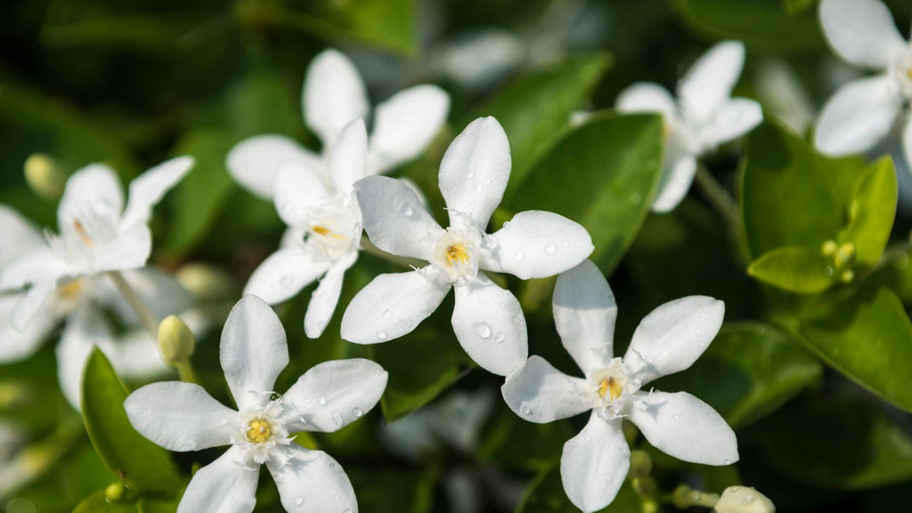 Le Jasmin Etoilé