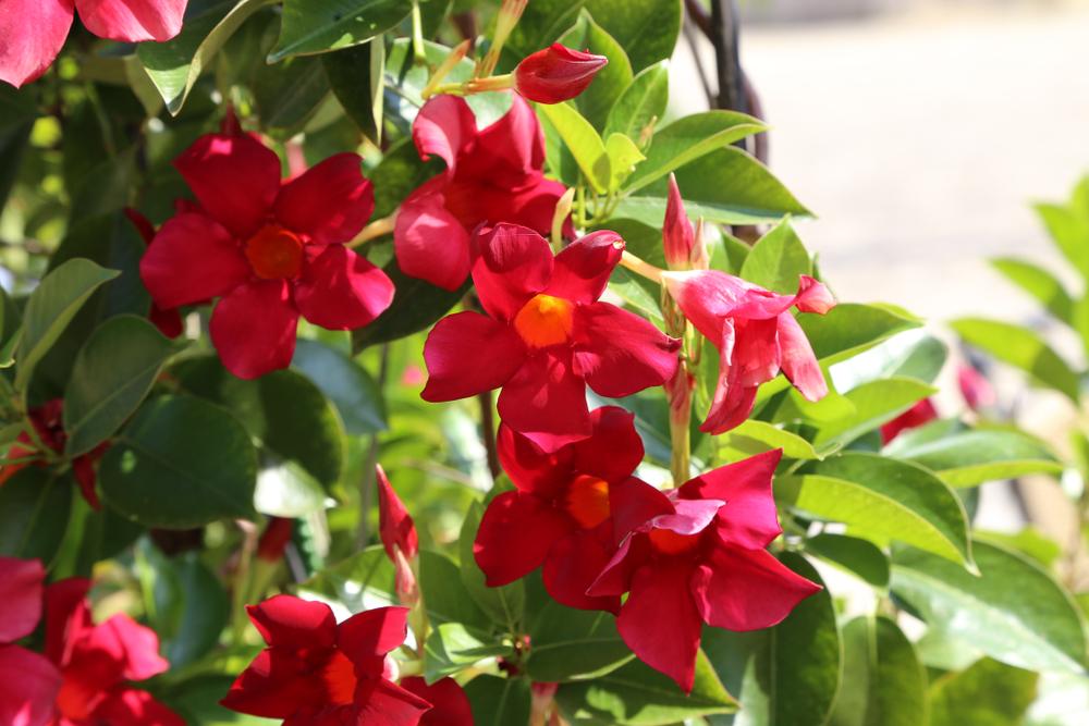 Le Dipladenia