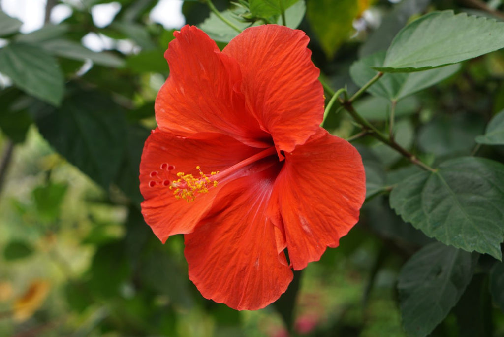 L'Hibiscus