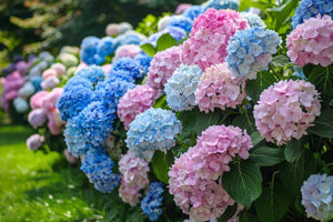 L'Hortensia