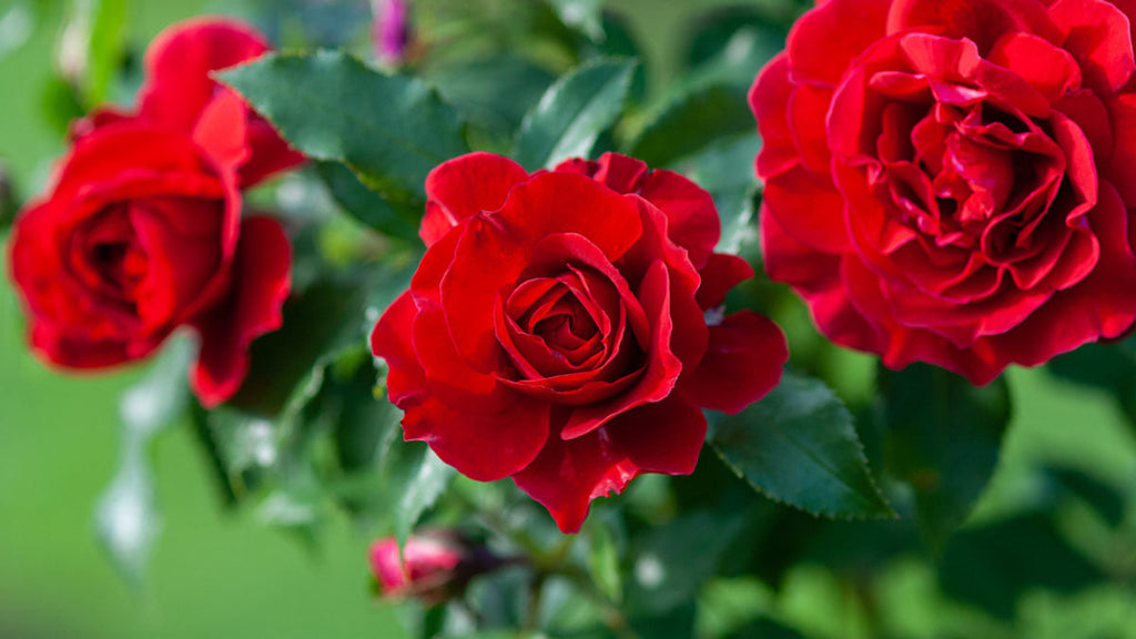 Le Rosier