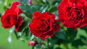 Le Rosier