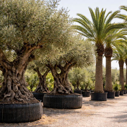 Arbres & Gros spécimens