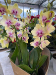 Phalaenopsis 6 tiges Duetto