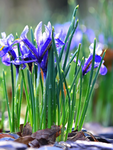 20 bulbes Iris harmony