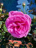Rosier
