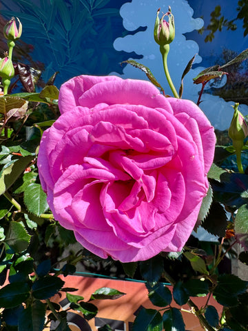 Rosier