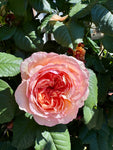 Rosier