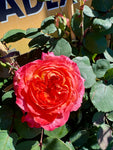 Rosier