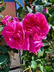 Rosier