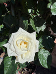 Rosier