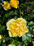 Rosier