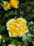 Rosier