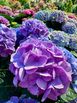 Hortensia