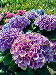 Hortensia