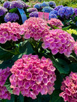 Hortensia