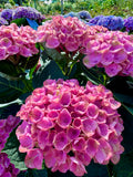 Hortensia