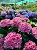 Hortensia