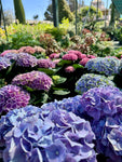 Hortensia
