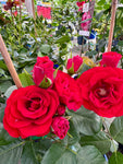 Rosier