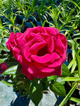 Rosier