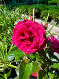 Rosier