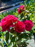 Rosier