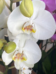 Orhidée 2 tiges couleurs variées