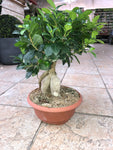 Ficus ginseng ( BonzaÏ )