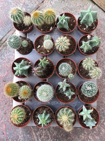 Cactus mini Mix