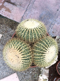 Echinocactus grusonii multi