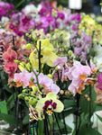 Orchidée 2 tiges couleurs variées